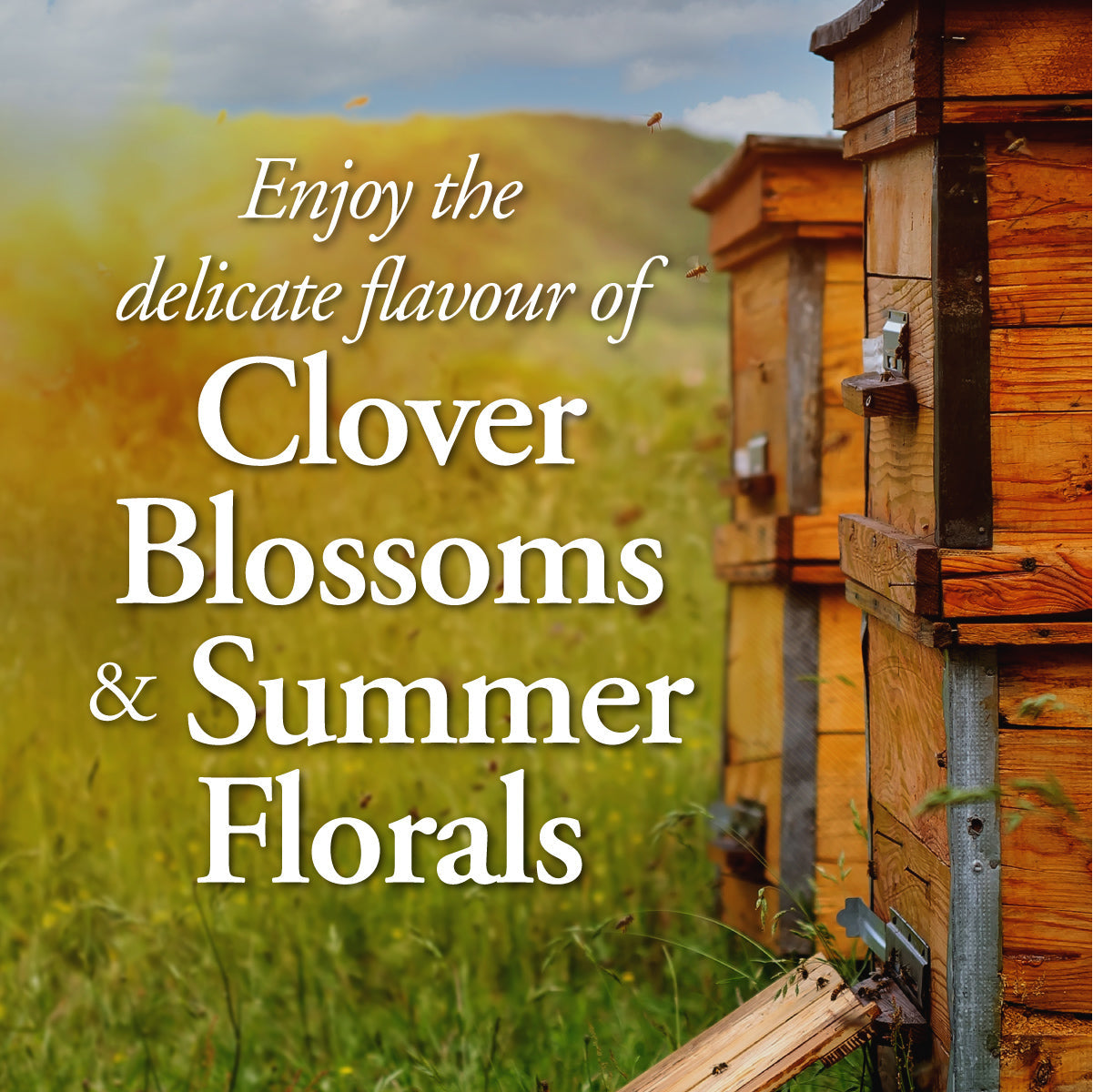 Wholesale - Summer 375 g Blossom Bear Honey